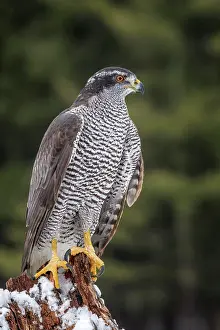 Hawk Prints: Goshawk (Accipiter gentilis) - captive