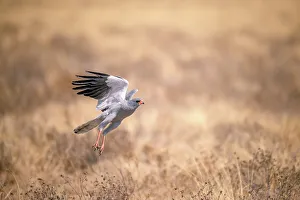 Nobody Southern Africa Prints: Goshawk, Kalahari Desert, Botswana