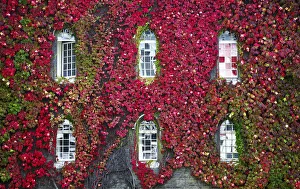 Gothic Windows & Virginia Creeper, Cambridge, Cambridgeshire, England