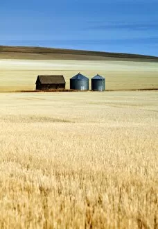 Albert A Collection: Grain Barn, Rosebud, Alberta, Canada
