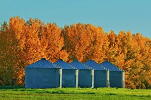 Agribusiness Gallery: Grain bins and shelterbelt trees in autumn colors near Moose Jaw Saskatchewan, Canada