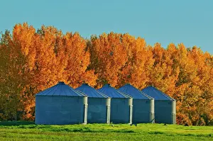 Agribusiness Prints: Grain bins and shelterbelt trees in autumn colors near Moose Jaw Saskatchewan, Canada