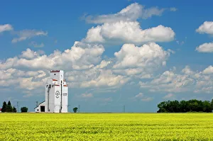 Manitoba Prints: Grain elevator and canola crop Culross, Manitoba, Canada