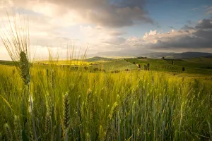 Orcia Prints: Grain fields in Orcia Valley, Pienza district, Tuscany, Italy