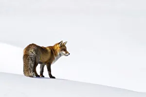 Mammalia Prints: Gran Paradiso National Park, Piedmont, Italy. Red fox
