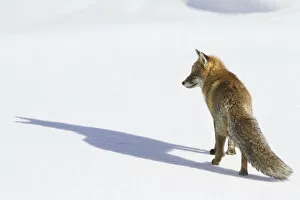 Images Dated 27th April 2016: Gran Paradiso National Park, Piedmont, Italy. Red fox