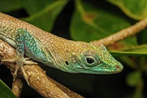 Lizards Prints: Grand Cayman Anole (Anolis conspersus), Grand Cayman, British West Indies