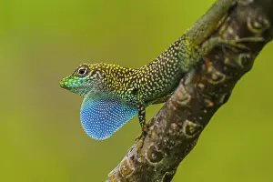 Lizards Prints: Grand Cayman anole (Anolis conspersus) Cayman Islands blue-fanned anole