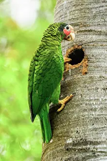 Avian Prints: Grand Cayman Parrot (Amazona leucocephala caymanensis) Near threatened status