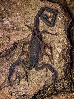 Invertebrate Prints: Grand Cayman Scorpion (Heteronebo caymanensis), Grand Cayman, British West Indies