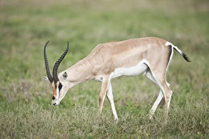 Grant's Gazelle (Nanger granti), Serengeti National Park, Tanzania