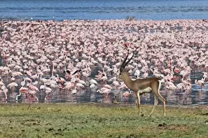 Alkaline Lake Collection: A grants gazelle walks past thousands of lesser flamingos feeding on algae along the shores of