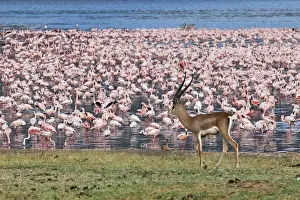 African Animal Prints: A grants gazelle walks past thousands of lesser flamingos feeding on algae along the shores of Lake Bogoria which is