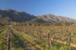 Franschhoek Prints: Grape vines, Franschhoek, Western Cape, South Africa