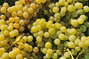 Images Dated 26th November 2013: Grapes harvest in Ladeira, Beira Baixa. Portugal