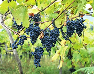 Grapes during harvesting in Madeira island, Portugal