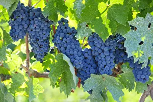Images Dated 26th November 2013: Grapes ready for the harvest. Lau, Palmela. Portugal