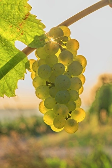 Saar Valley Prints: Grapes in a vineyard near Wiltingen, Saar valley, Rhineland-Palatinate, Germany
