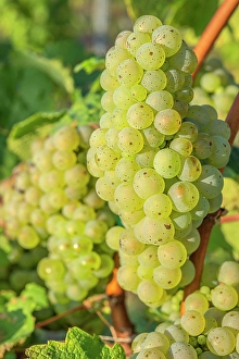 Saar Valley Prints: Grapes in a vineyard near Wiltingen, Saar valley, Rhineland-Palatinate, Germany