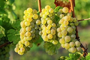 Saar Valley Prints: Grapes in a vineyard near Wiltingen, Saar valley, Rhineland-Palatinate, Germany