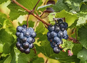 Close Up Gallery: Grapes on the Vineyard of the Salentein Winery, Tunuyan Department, Mendoza Province