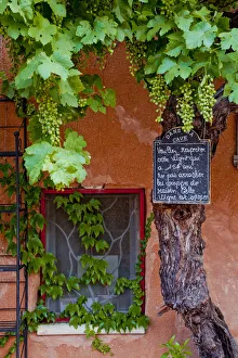 Roussillon Prints: Grapevine Framing Restaurant Window, Roussillon, Provence, France