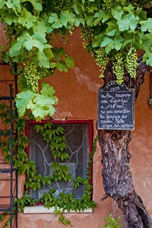 Images Dated 30th November 2016: Grapevine Framing Restaurant Window, Roussillon, Provence, France