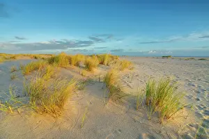 Grass covered sand dunes near List-Ost Lighthouse at sunrise, Ellenbogen, Sylt, Nordfriesland, Schleswig-Holstein, Germany