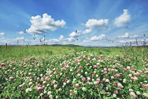 Grass land with clover - Canada, Alberta, Longview, south of