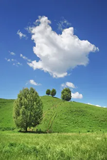 Farm Land Prints: Grass meadow with trees - New Zealand, North Island, Manawatu-Wanganui, Ruapehu