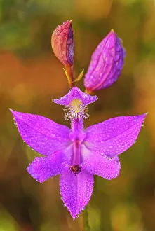 Fens Prints: Grass Pink (Calopogon tuberosus), Muskoka, Ontario, Canada