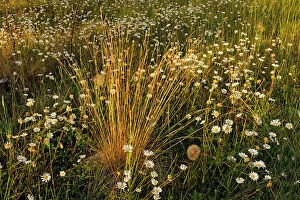 Images Dated 11th July 2023: Grasses and daisies at sunset. Redstreak campground, Kootenay National Park, British Columbia