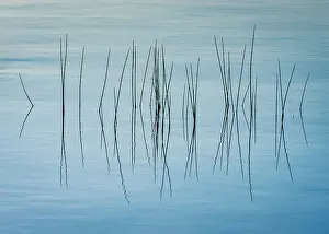 Abstract Prints: Grasses on Jordan Pond, Acadia National Park, Maine, USA