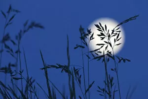 Images Dated 15th July 2021: Grasses in the moonlight at Durdle Door, West Lulworth, Dorset, England