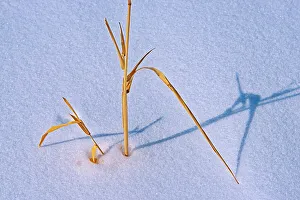 Grasses Prints: Grasses in snow Birds Hill Provincial Park, Manitoba, Canada
