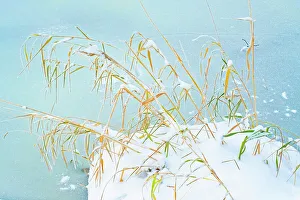 Grasses Prints: Grasses and snow along the river. Seine River Forest. Winnipeg Manitoba, Canada