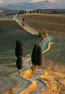 Val Dorcia Prints: Gravel track and cypress trees, Val d'Orcia, near Pienza, Tuscany, Italy