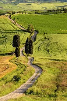 Gravel track and cypress trees, Val d'Orcia, near Pienza, Tuscany, Italy