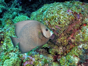 Tropical Fish Prints: Gray Angelfish (Pomacanthus arcuatus), Grand Cayman, Cayman Islands, British West Indies