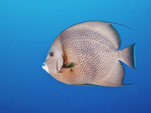 Tropical Fish Prints: Gray Angelfish (Pomacanthus arcuatus), Grand Cayman, Cayman Islands, British West Indies