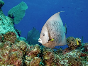 Tropical Fish Prints: Gray Angelfish (Pomacanthus arcuatus), Grand Cayman, Cayman Islands, British West Indies