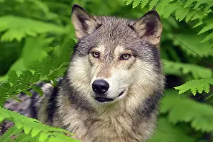 Minnesota Prints: Gray/grey/timber wolf (Canis lupus)- captive raised adult