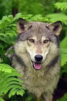 Minnesota Prints: Gray/grey/timber wolf (Canis lupus)- captive raised adult