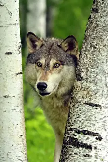 Woodlands Prints: Gray/grey/timber wolf (Canis lupus)- captive raised adult