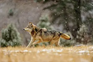 Running Prints: Gray/grey/timber wolf (Canis lupus)- captive raised adult, Bozeman, Montana, USA