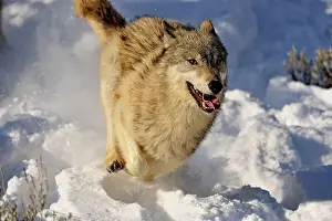 Running Prints: Gray/grey/timber wolf (Canis lupus)- captive raised adult, Bozeman, Montana, USA