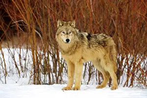 Majestic Prints: Gray/grey/timber wolf (Canis lupus)- captive raised adult, Bozeman, Montana, USA