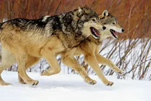 Leaping Prints: Gray/grey/timber wolf (Canis lupus)- captive raised adult, Bozeman, Montana, USA
