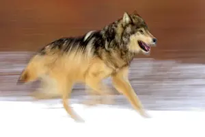 Leaping Prints: Gray/grey/timber wolf (Canis lupus)- captive raised adult, Bozeman, Montana, USA