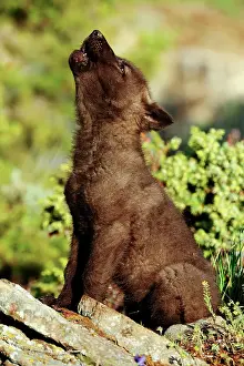 Natural Environment Prints: Gray/grey/timber wolf (Canis lupus)- captive raised cub, Bozeman, Montana, USA